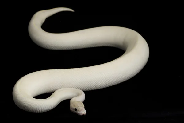 Elfenbenskula python — Stockfoto