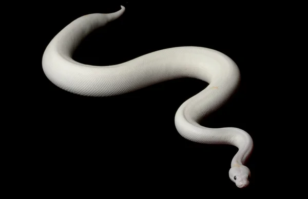 Μαυρομάτικα leucistic μπάλα python — Φωτογραφία Αρχείου