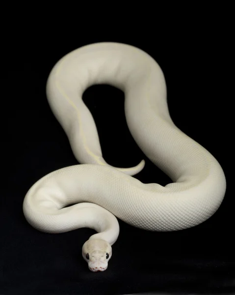 Elfenbeinkugel-Python — Stockfoto