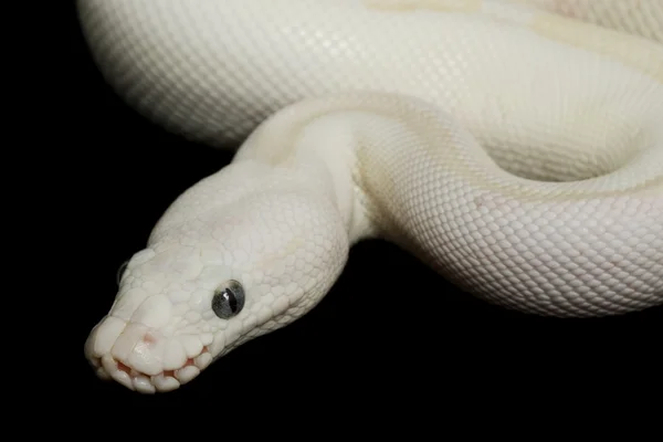 Bola Leucista de Olhos Azuis Python — Fotografia de Stock
