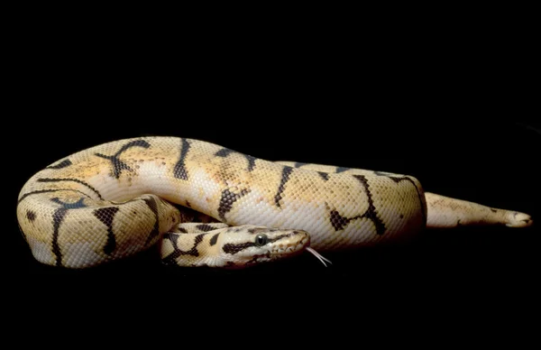 Bumble Bee Ball Python — Stock Fotó