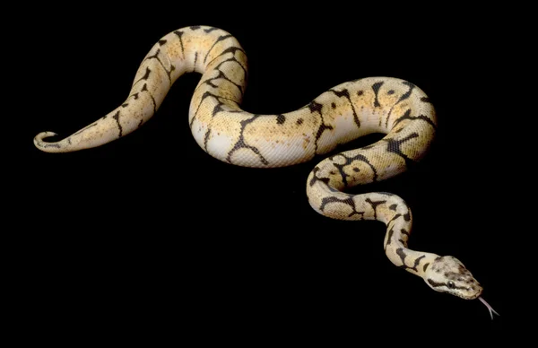 Pan Bumble bee míč python — Stock fotografie