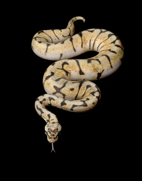 Bumble bee python piłkę — Zdjęcie stockowe