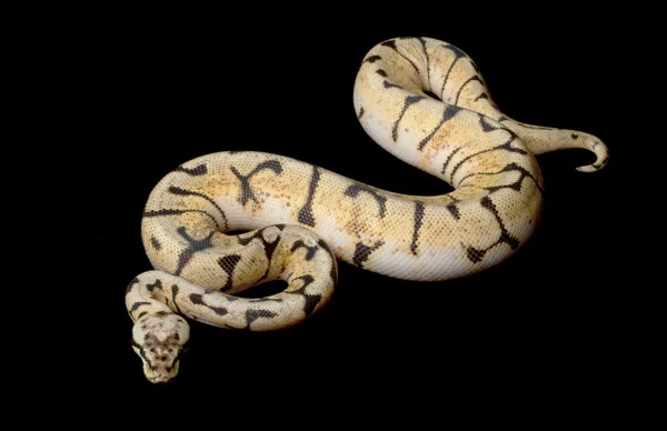 班布尔蜂球 python — 图库照片