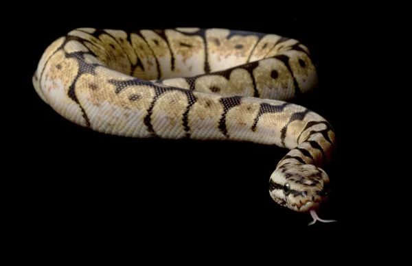 Bumble bee bal python — Stockfoto