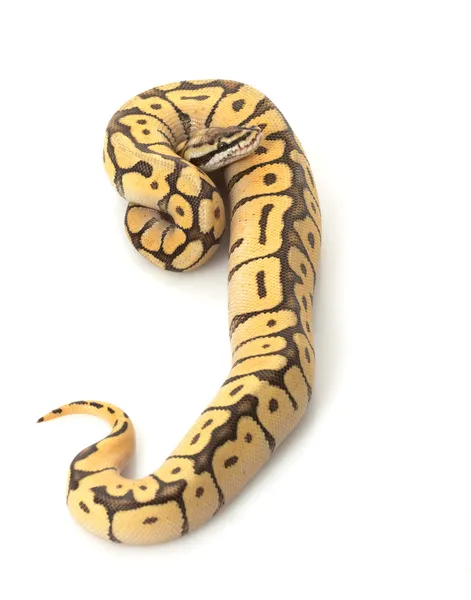 班布尔蜂莫哈韦沙漠球 python — 图库照片