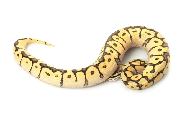 Bumble Bee Mojave Ball Python — Stock Fotó