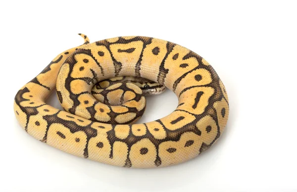 Bumble bee mojave python piłkę — Zdjęcie stockowe