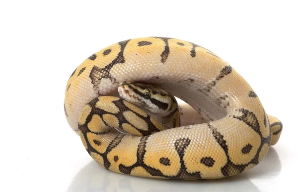 班布尔蜂莫哈韦沙漠球 python — 图库照片