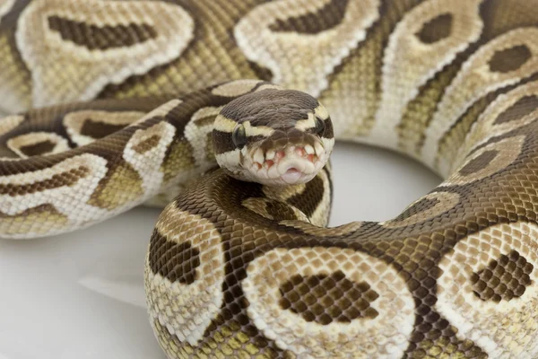 Smör ball python — Stockfoto