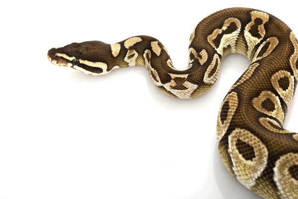 Python шарика сливочного масла — стоковое фото