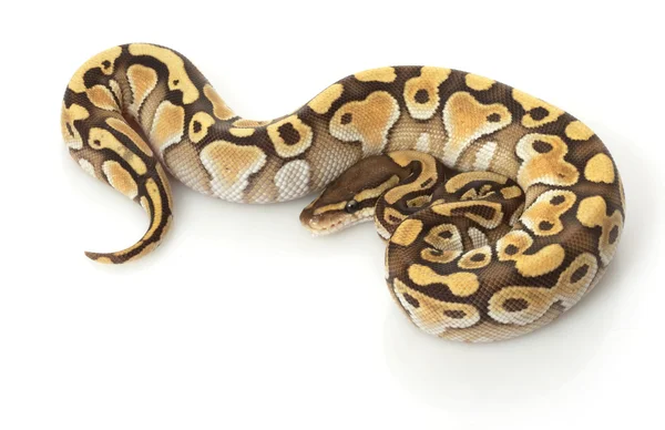 Butter Ball Python — Stock Photo, Image