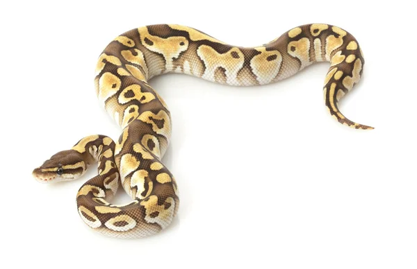 黄油球 python — 图库照片