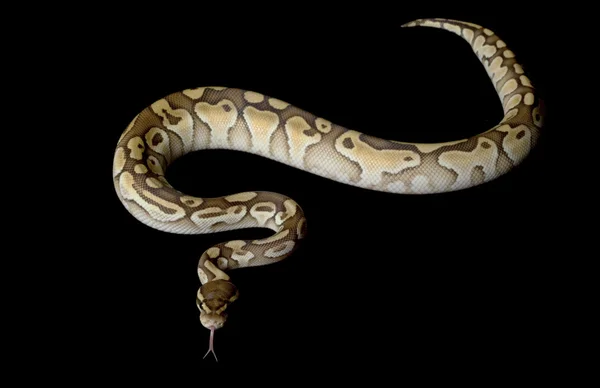 Butterkugelpython — Stockfoto