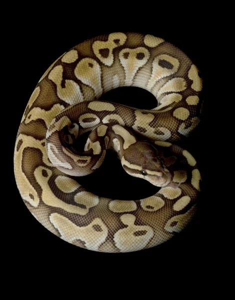 Máslo míč python — Stock fotografie