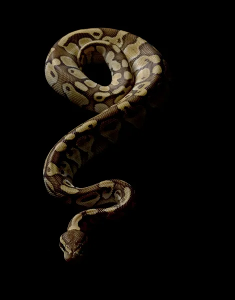 Butter Ball Python — Stock Photo, Image