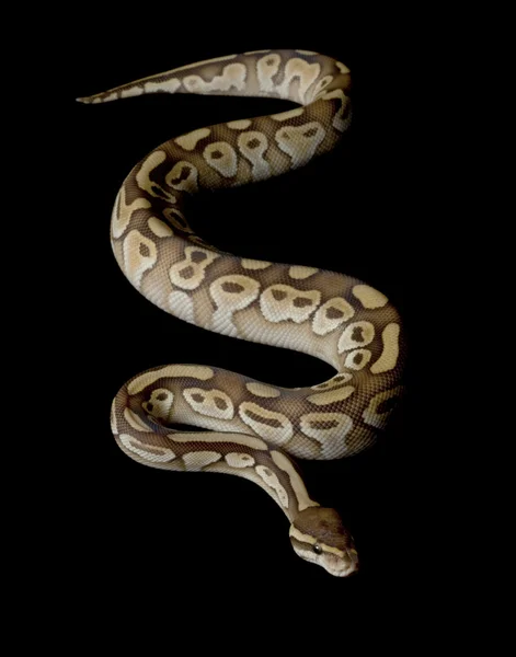 Vaj Ball Python — Stock Fotó