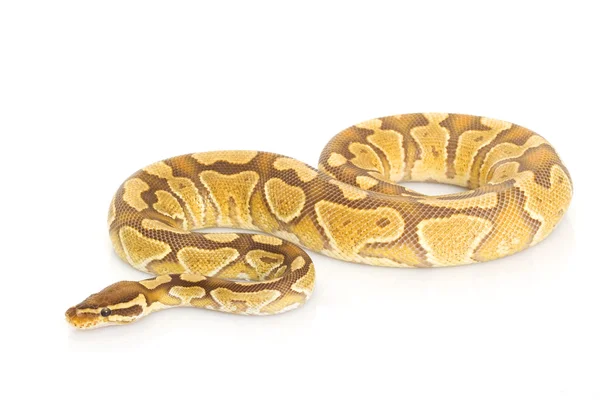 Carmelo palla Python — Foto Stock