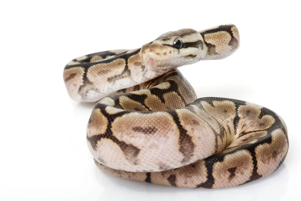 Cinna Bee Ball Python — Stock Photo, Image