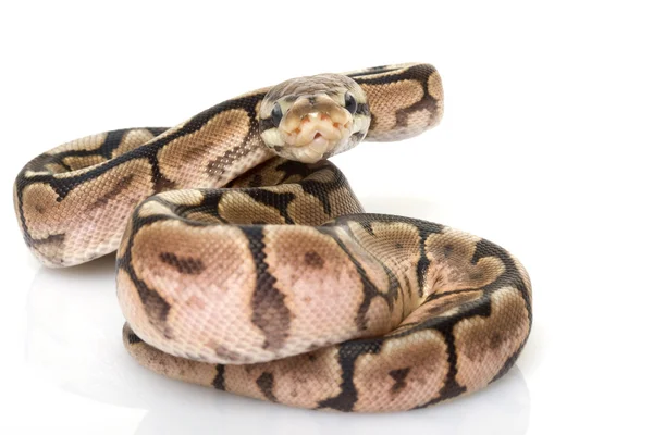 Cinna Bee Ball Python — Stock Photo, Image