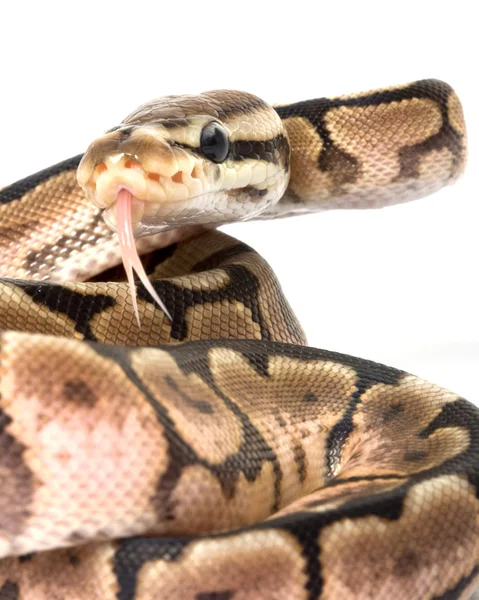 Cinna včela míč python — Stock fotografie