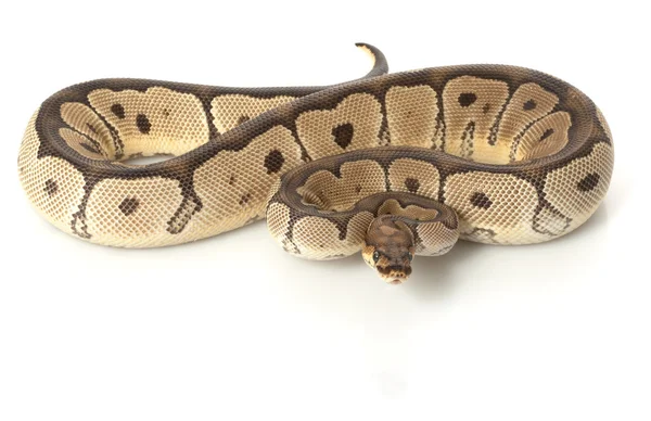 Κλόουν ball python — Φωτογραφία Αρχείου