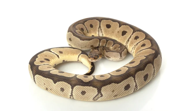 Clown bal python — Stockfoto