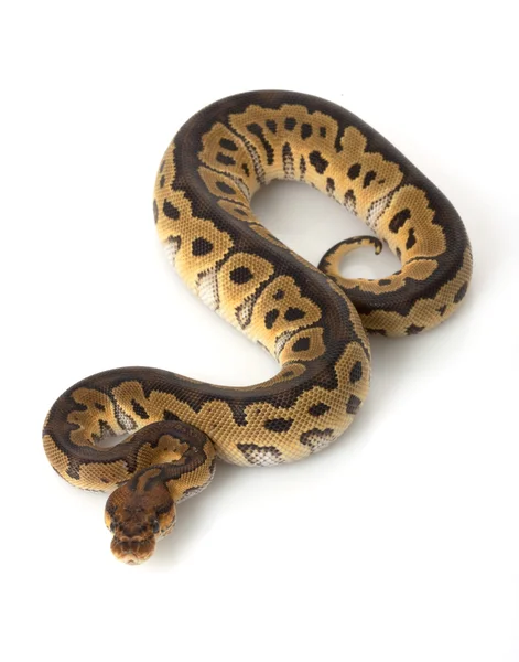 Clown Ball Python — Stock Photo, Image