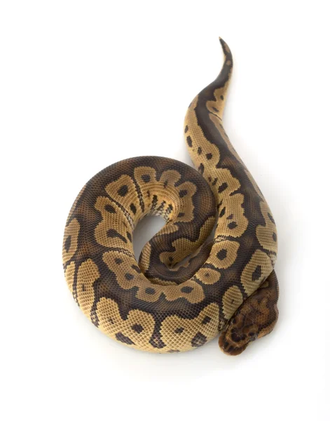 Bola de palhaço Python — Fotografia de Stock