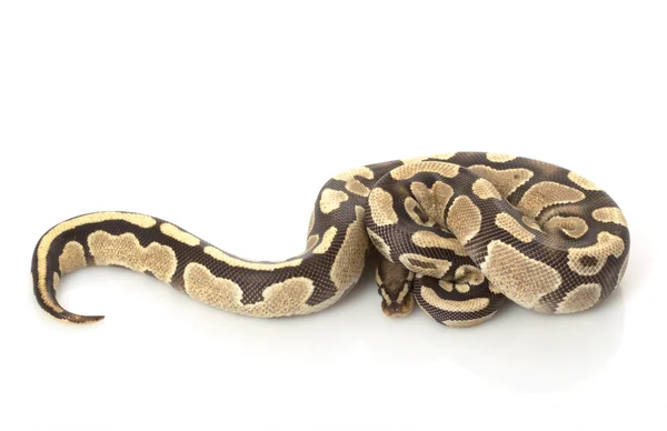 Ateş topu python — Stok fotoğraf