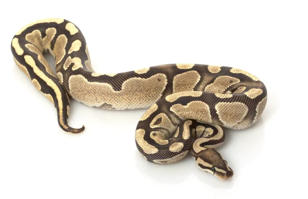 Fire Ball Python — Stock Photo, Image