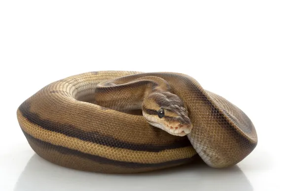 Pelota de rayas genéticas Python —  Fotos de Stock