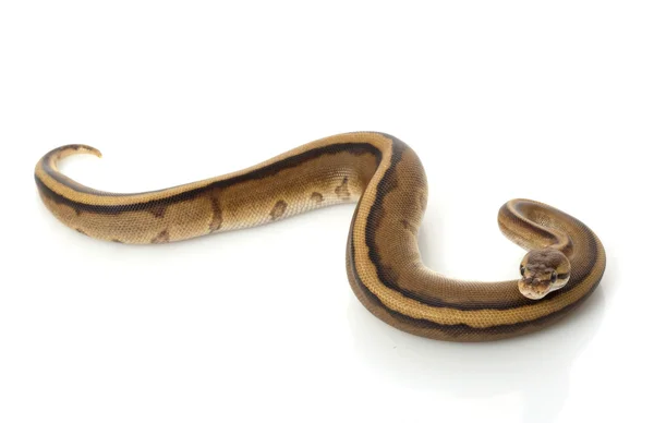 Genetic Stripe Ball Python — Stock Photo, Image