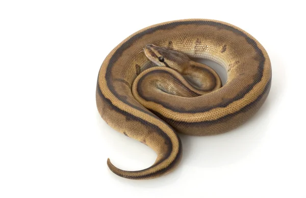 Python palla striscia genetica — Foto Stock