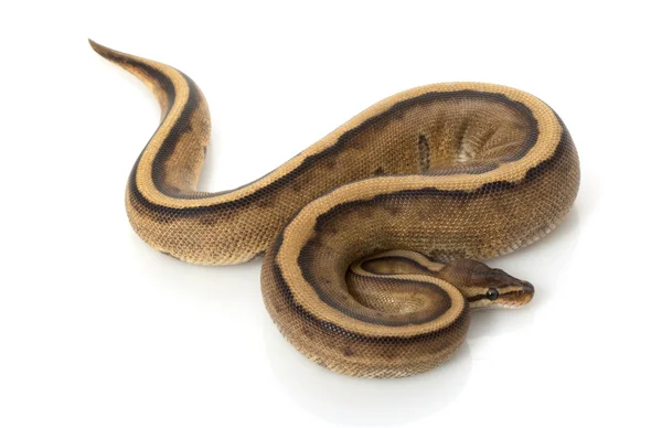 遗传条纹球 python — 图库照片