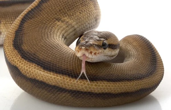 Genetiska stripe ball python — Stockfoto