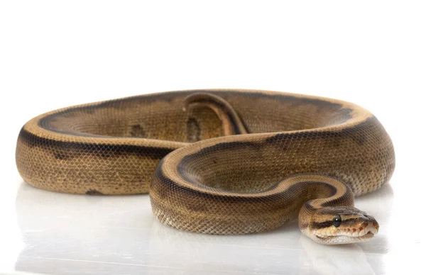 Genetische Streifenpython — Stockfoto