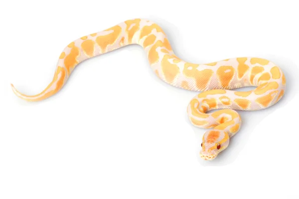 Paarse albino bal python — Stockfoto