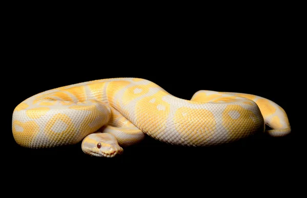 Lavendel-Albino-Kugelpython — Stockfoto