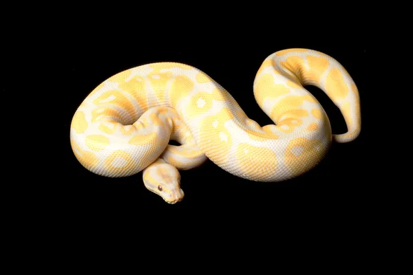 薰衣草白化球 python — 图库照片