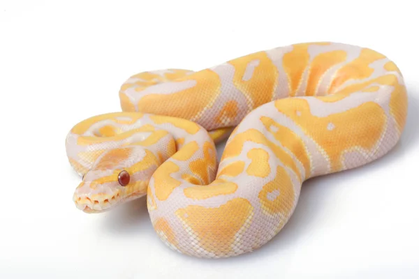 Python bola de albino roxo — Fotografia de Stock