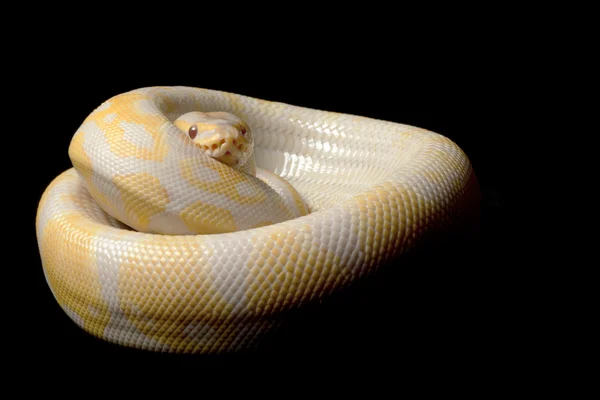 Lavendel albino bal python — Stockfoto