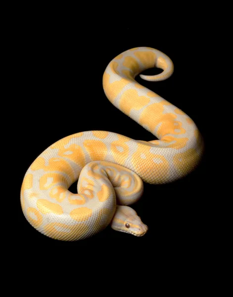 Levendula albínó Ball Python — Stock Fotó