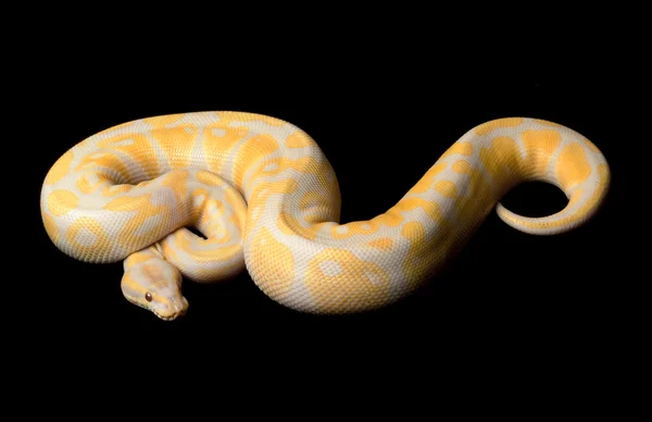 Palla di Lavanda Albino Python — Foto Stock