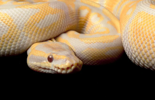 Bola de albino lavanda Python —  Fotos de Stock