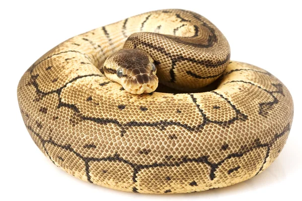 Bola Python (Python regius ) — Foto de Stock