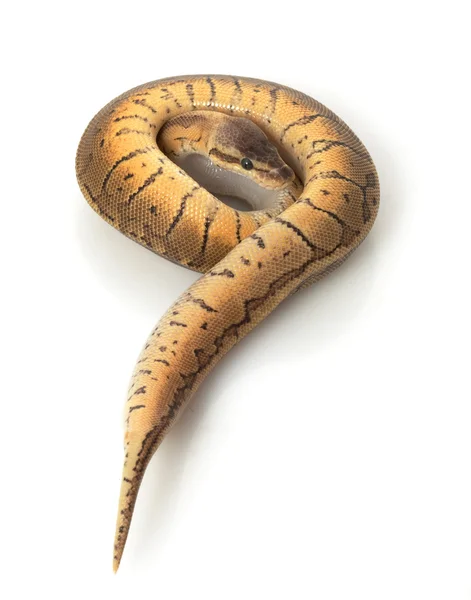 Zitronenkugel-Python — Stockfoto