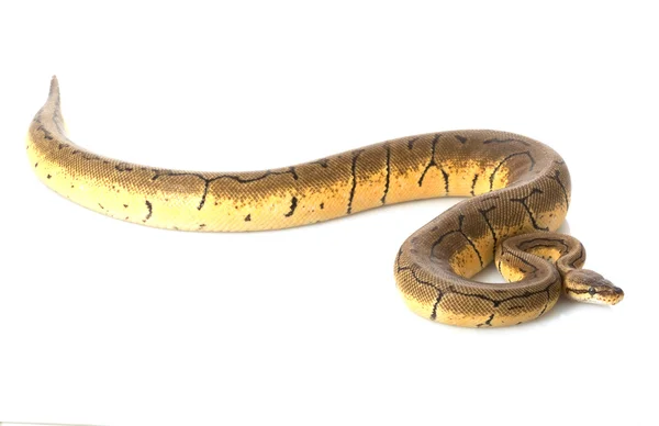 Lemon Blast Ball Python — Stock Photo, Image