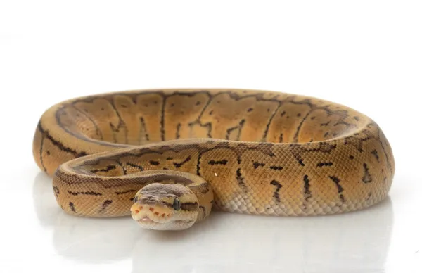 Lemon Blast Ball Python — Stock Photo, Image