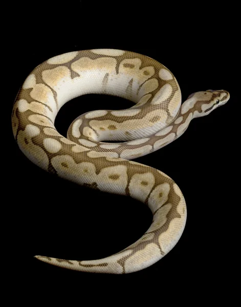 Mindre bee ball python — Stockfoto